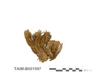 藏品(珠苔屬)的圖片